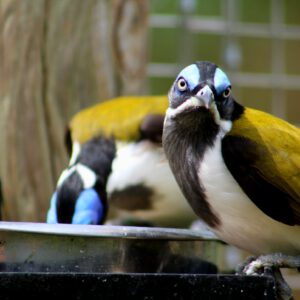 See Blue-faced Honeyeater