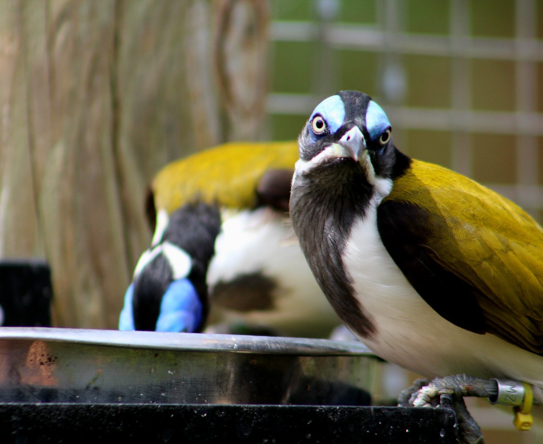 Blue-faced Honeyeater