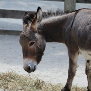 See Miniature Donkey