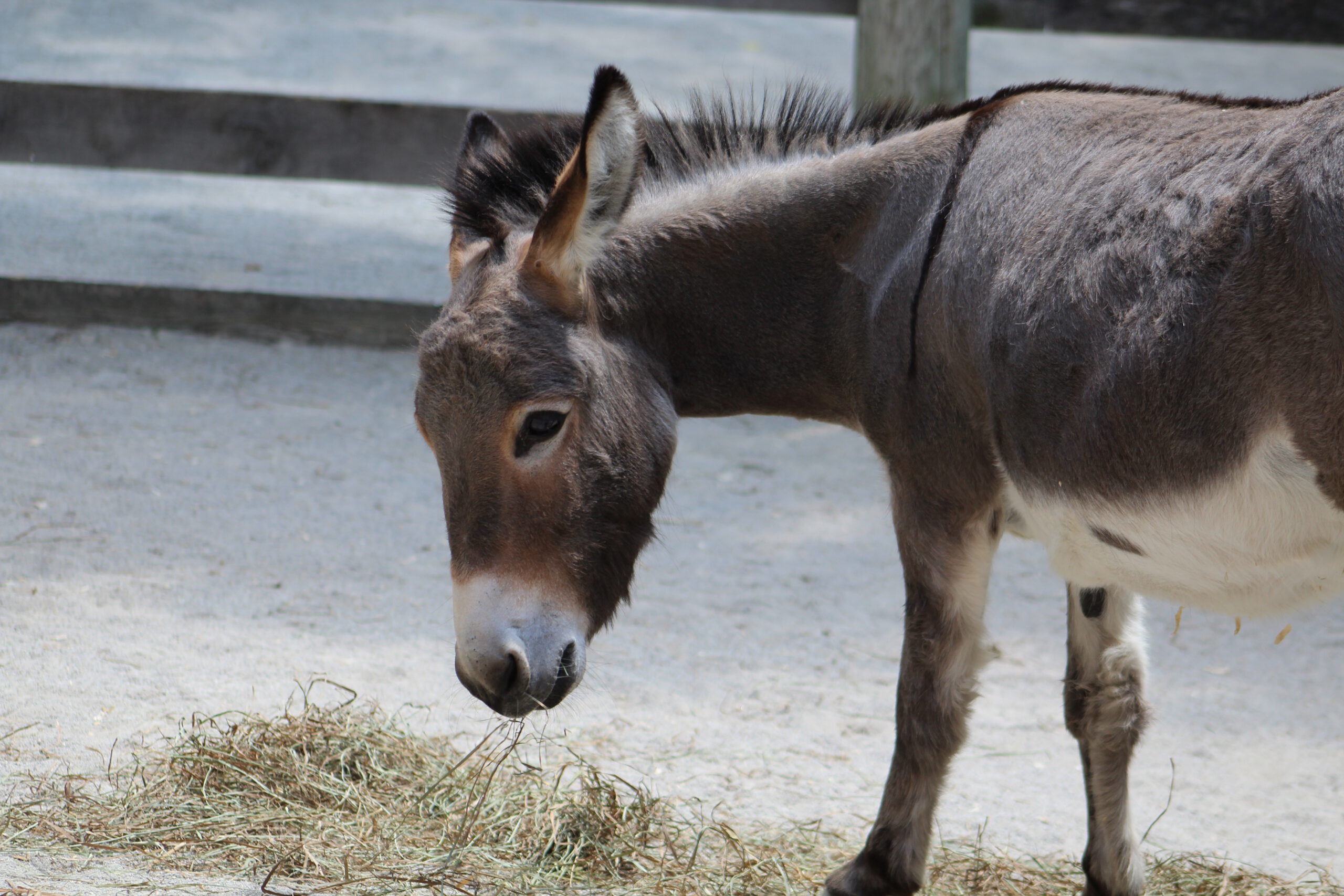 Miniature Donkey