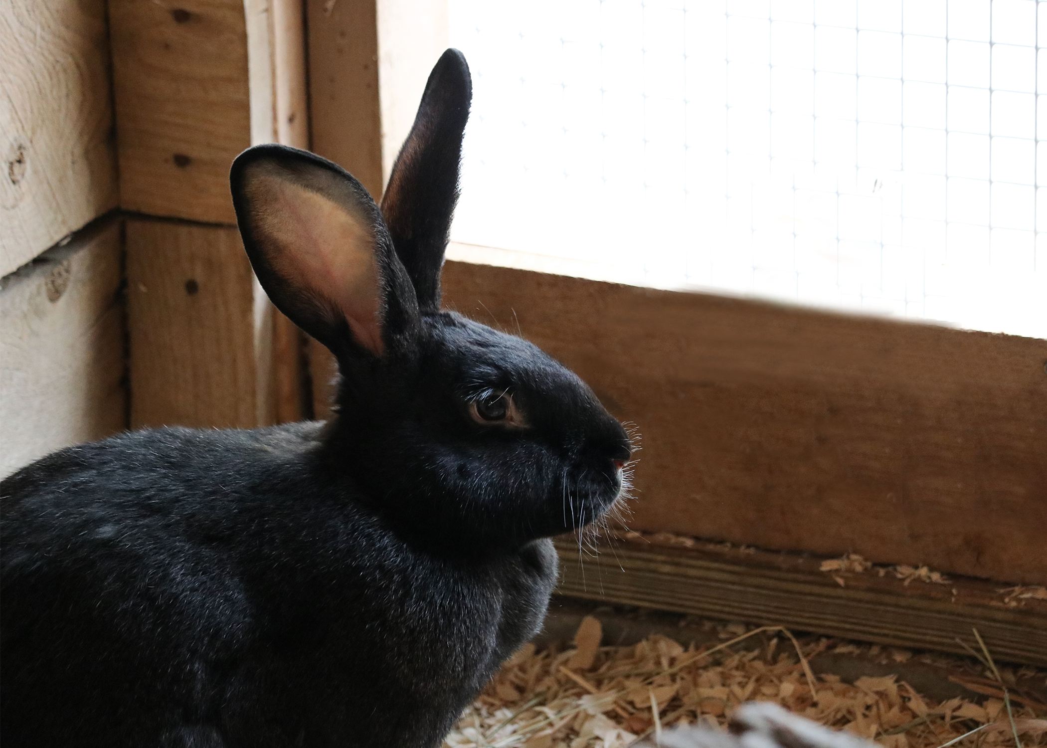 Flemish Giant Rabbits