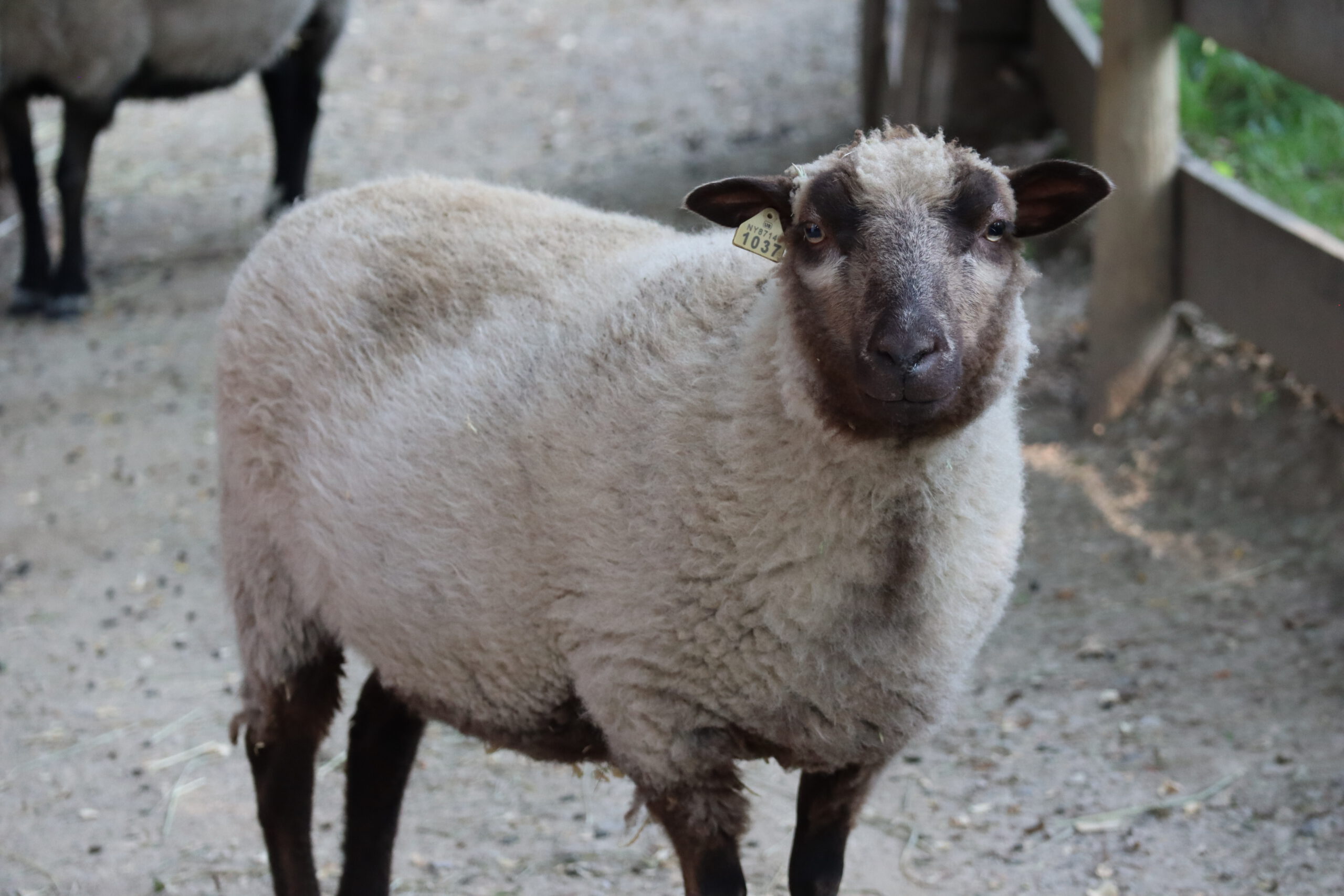 Shetland Sheep