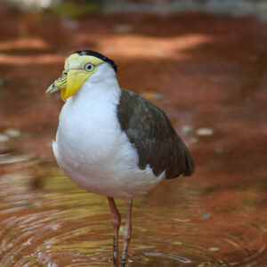 See Masked Lapwing