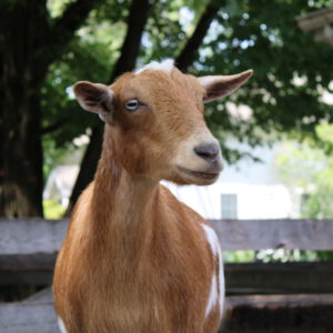 See Nigerian Dwarf Goat