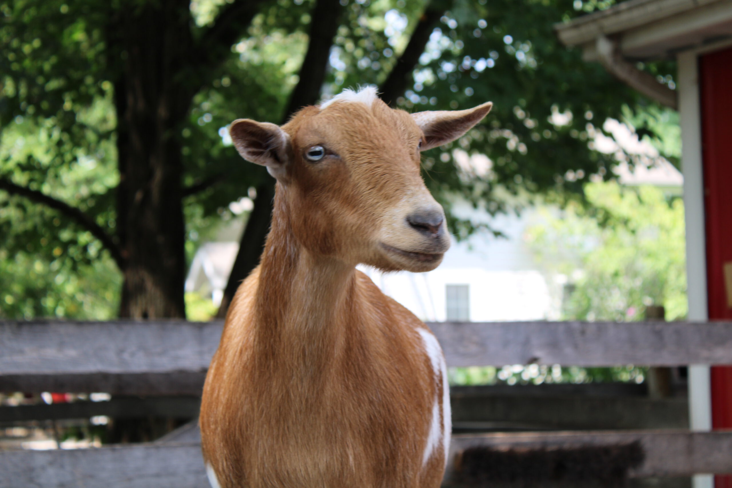 Nigerian Dwarf Goat