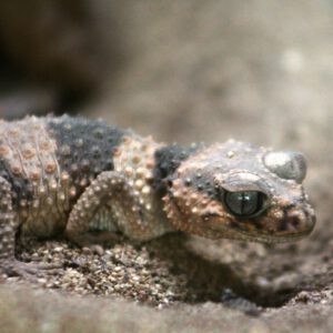 See Knobtail Gecko