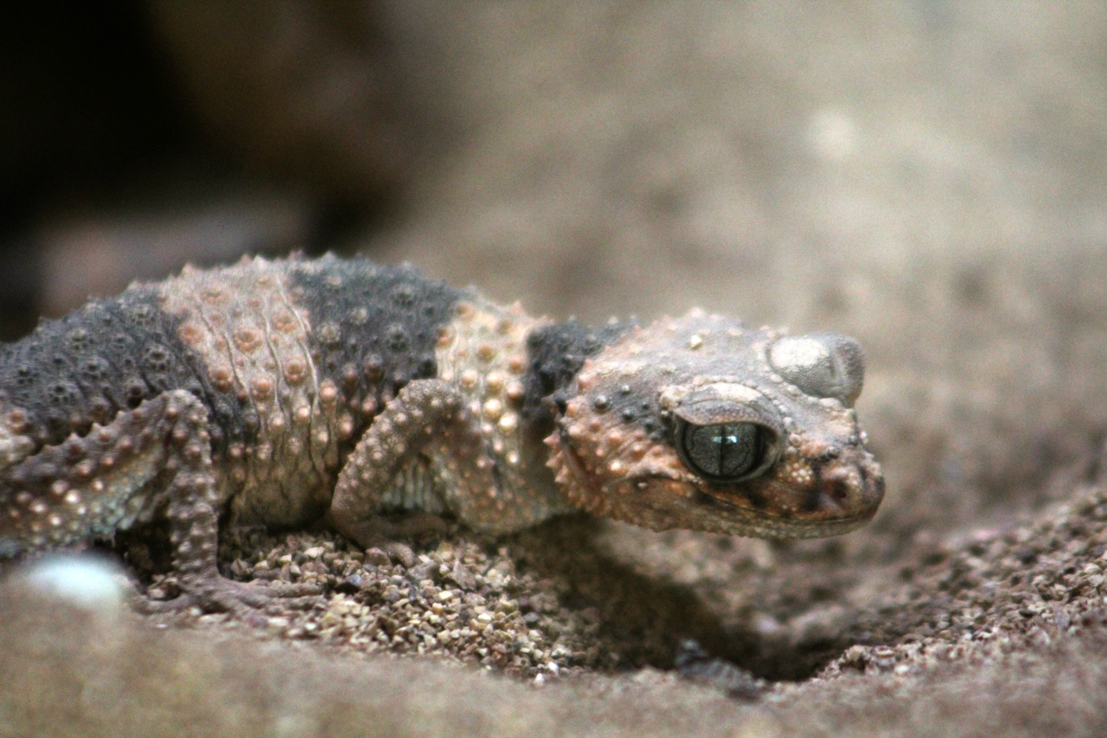 Knobtail Gecko