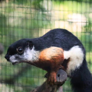 See Prevost's Squirrel