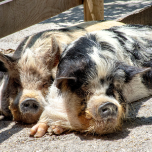 See Kunekune Pig