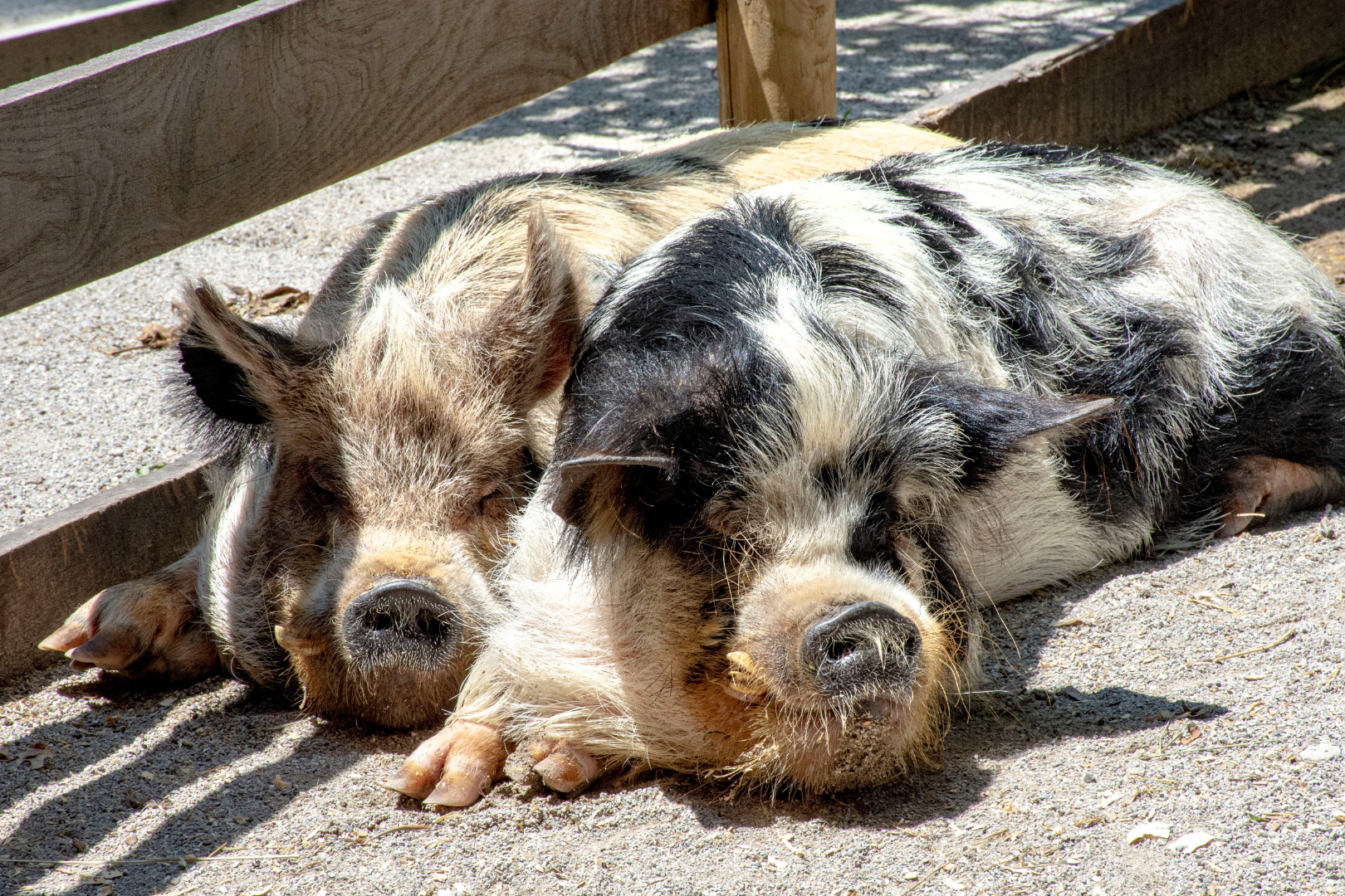 Kunekune Pig