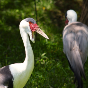See Wattled Crane