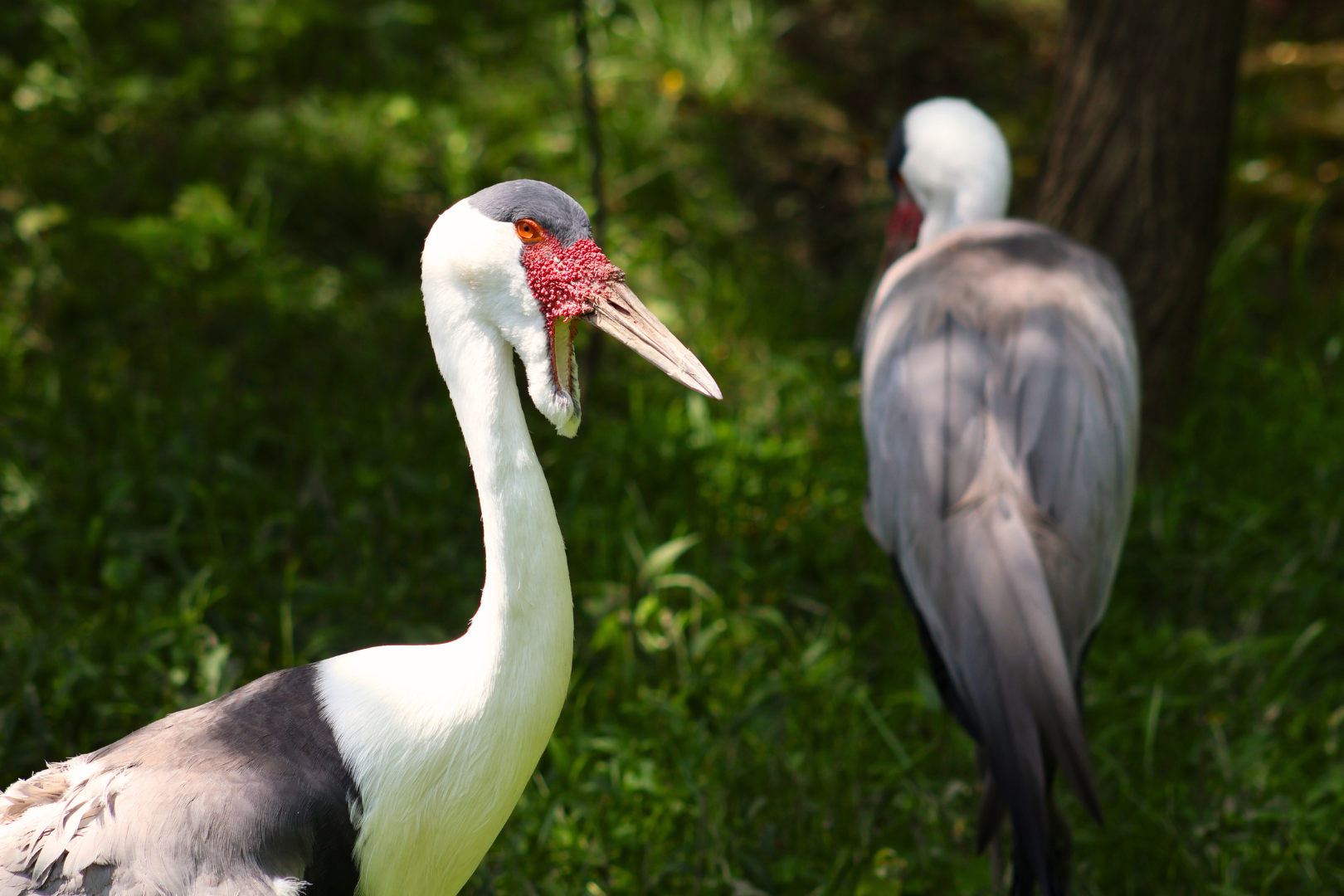 Wattled Crane 1