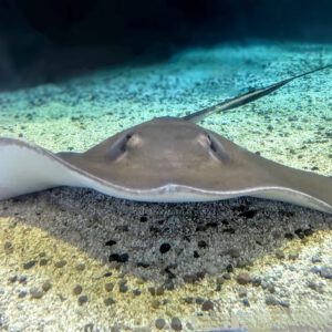 See Southern Stingray