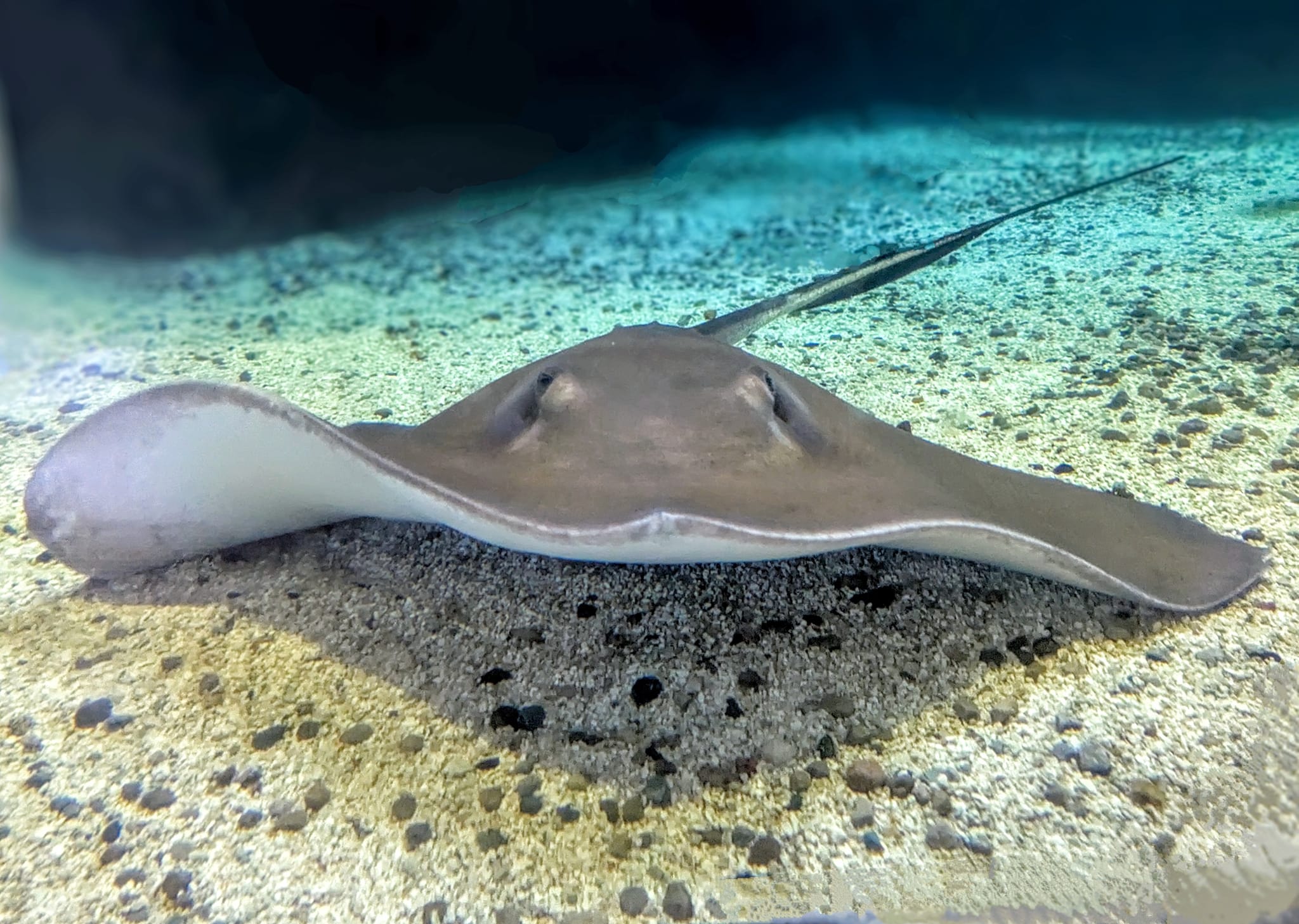 Southern Stingray