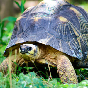 See Radiated Tortoise