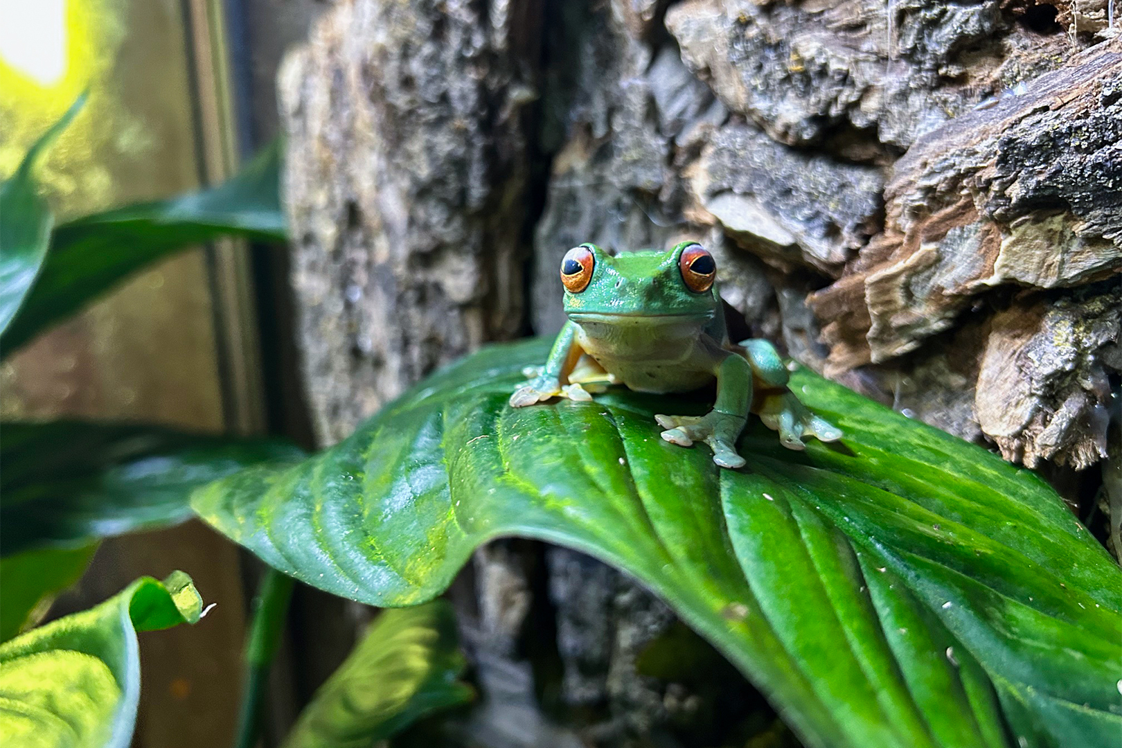 Orange-eyed Tree Frog