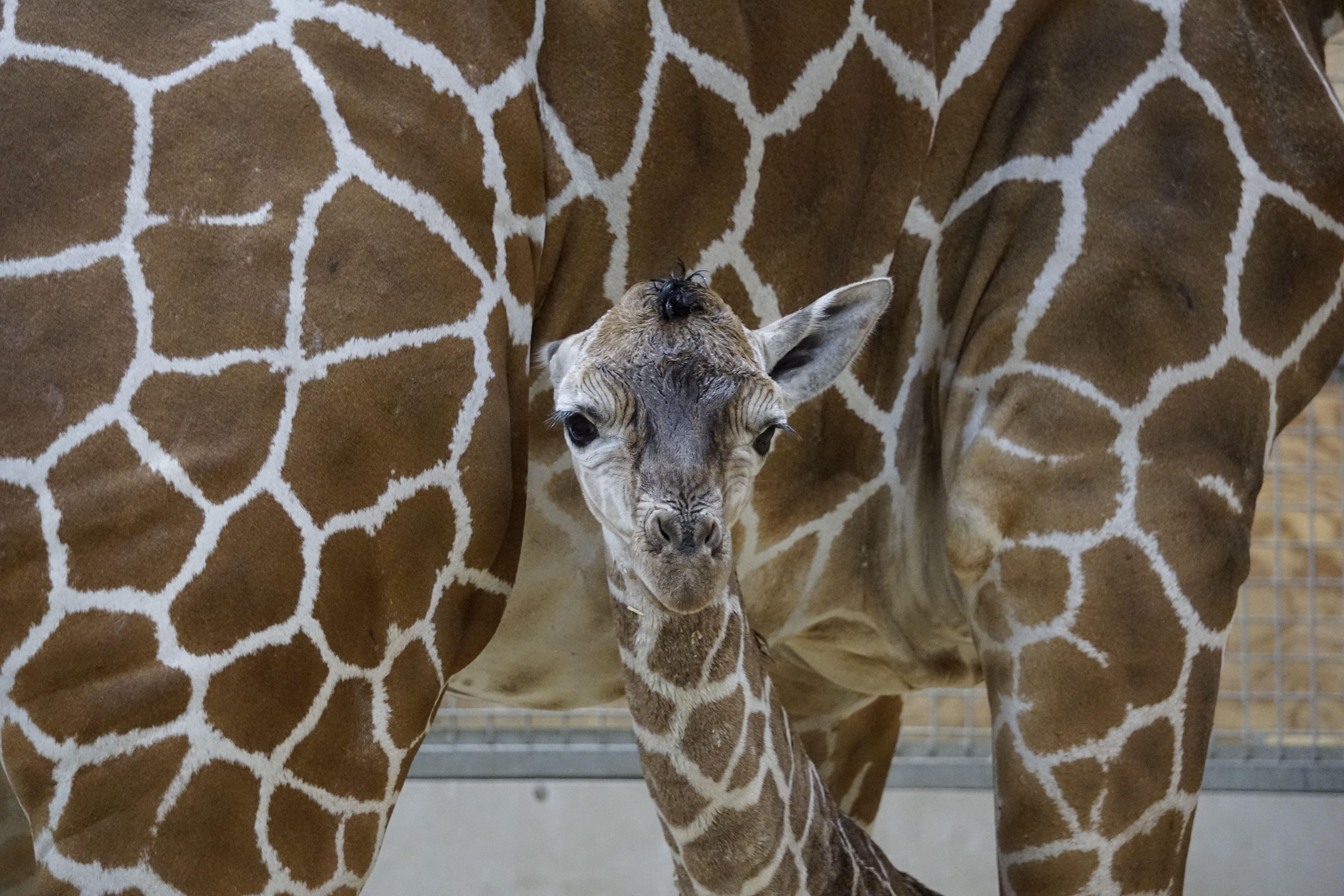 Zoo Welcomes New 