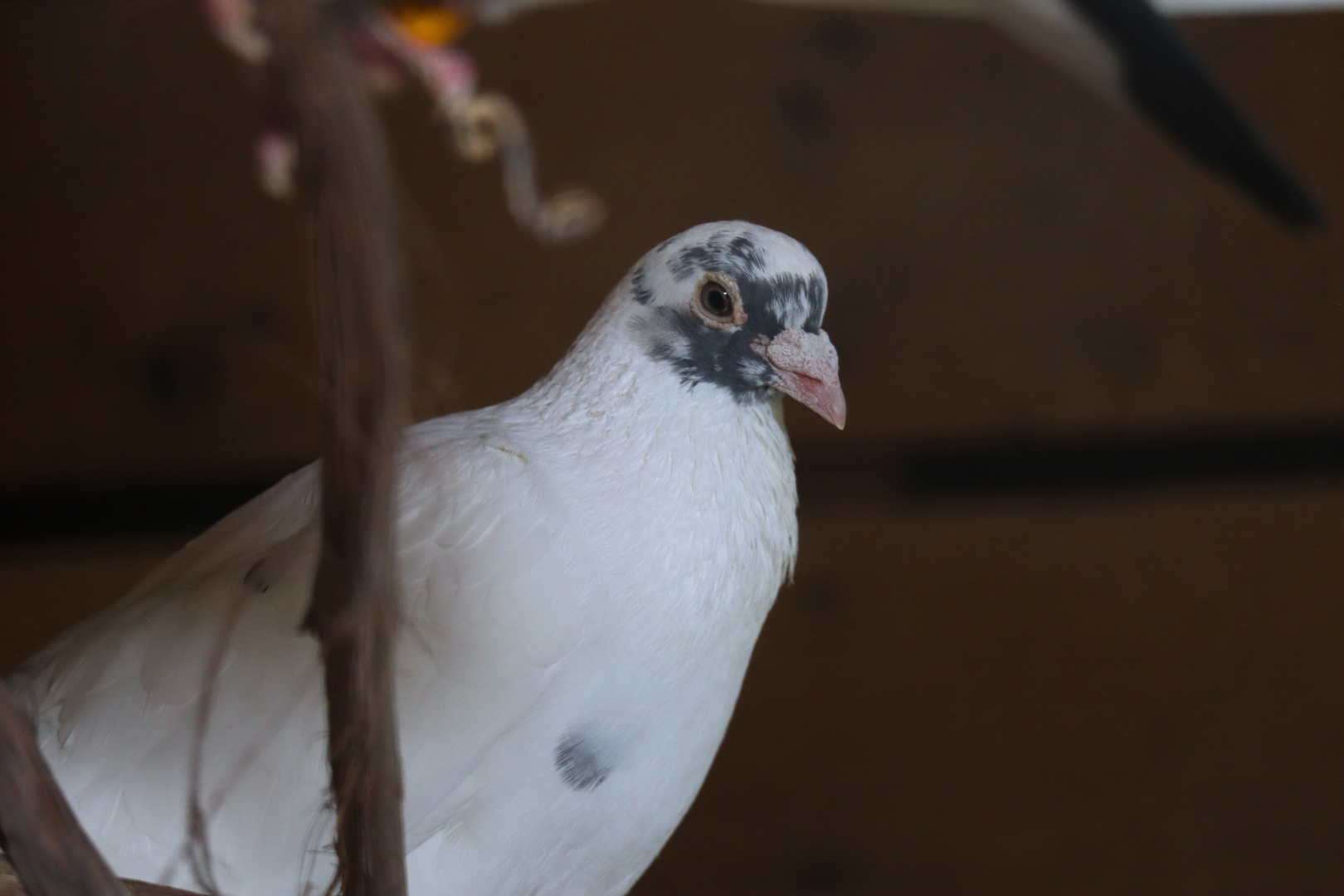 Domestic Pigeon