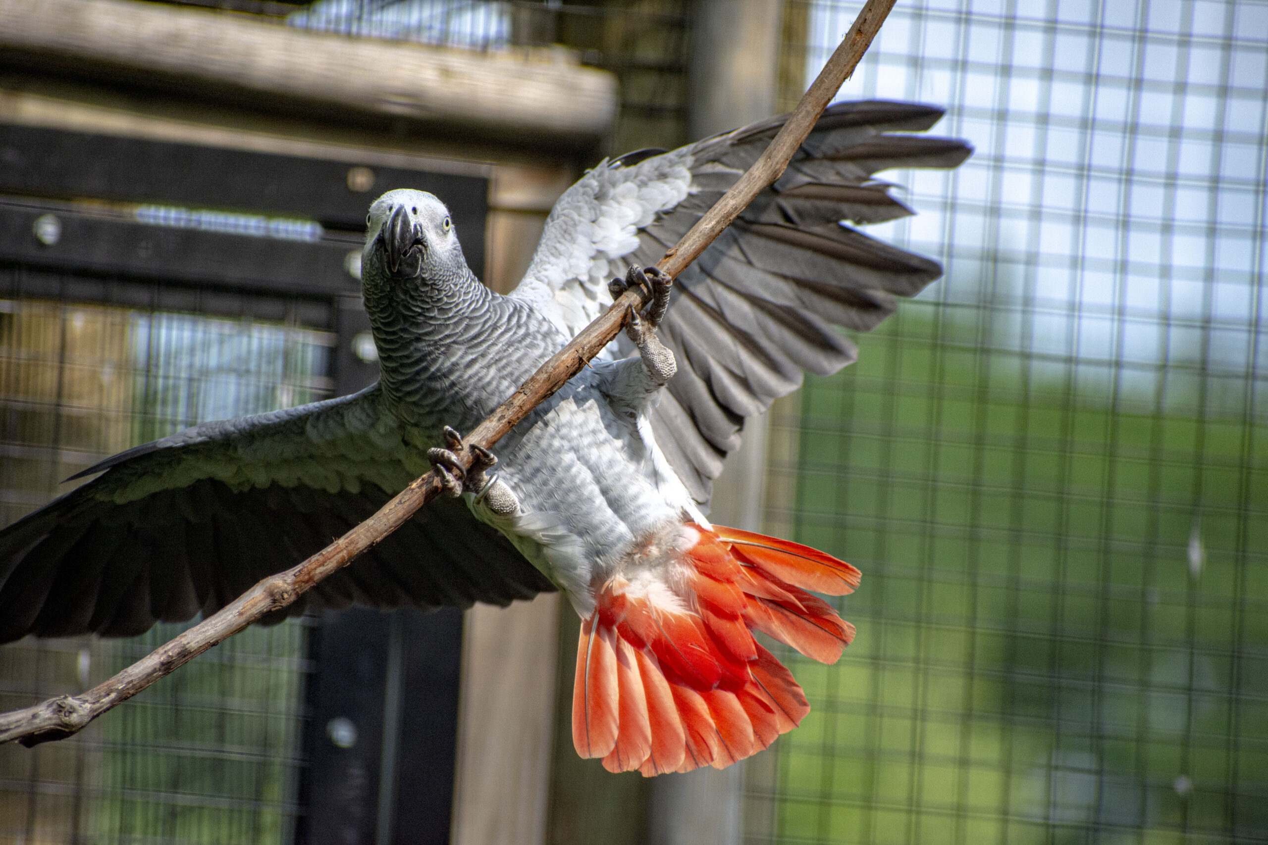 African Grey Parrot