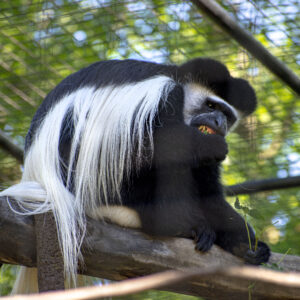 See Colobus Monkey