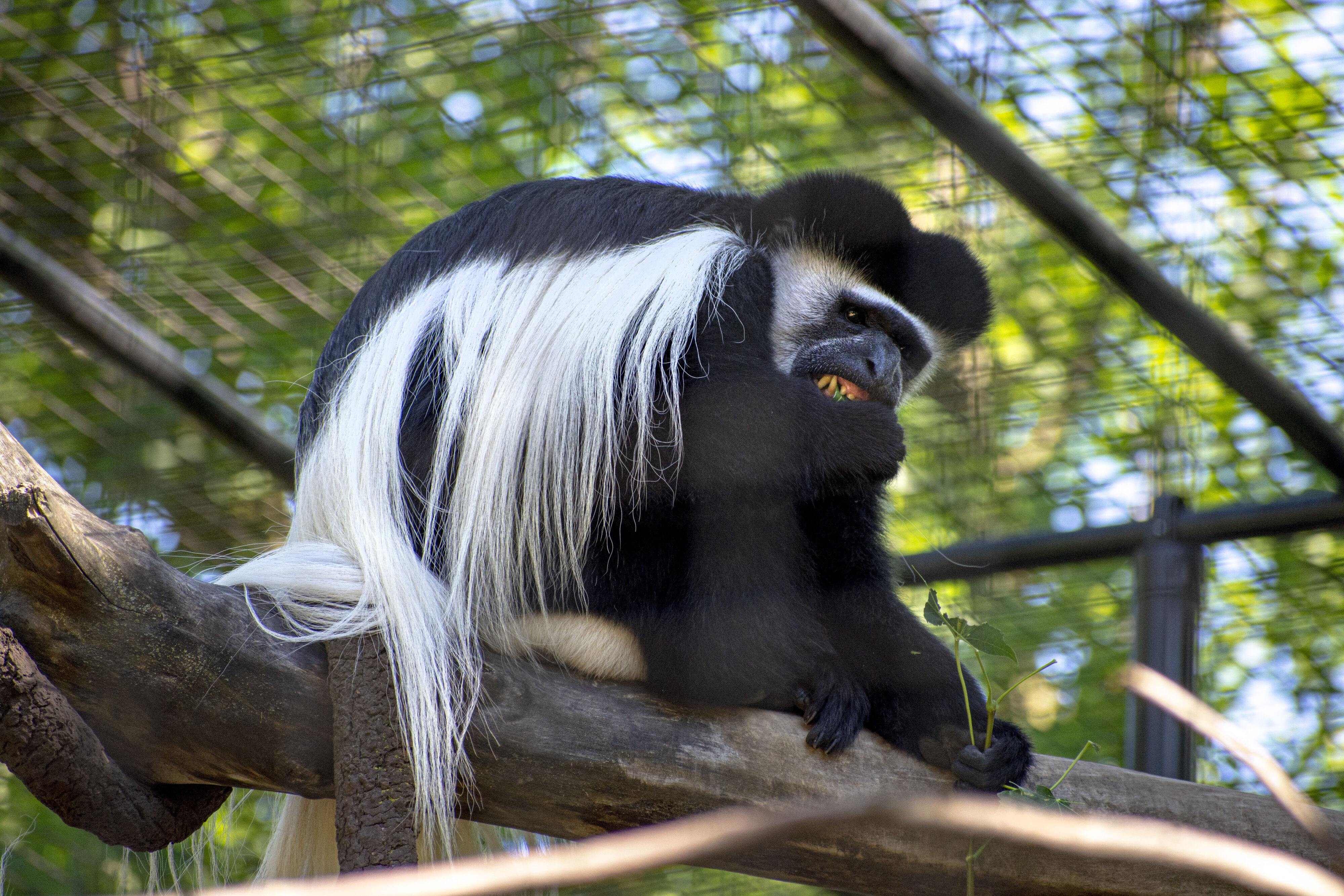 Colobus Intern Alyssa (2)