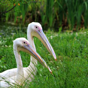 See Great White Pelican