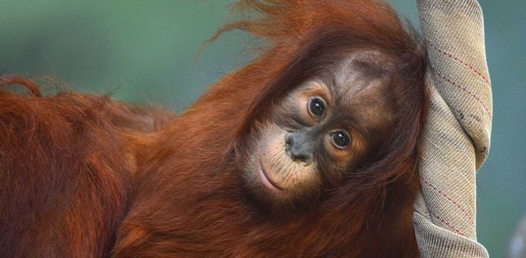 Animals | Fort Wayne Zoo