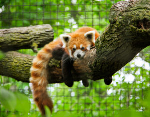 Redpanda,64,abi