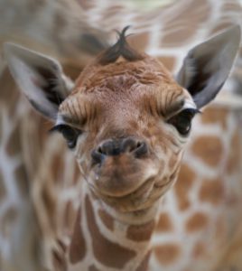 Giraffe Baby FWCZ 9 4 2020