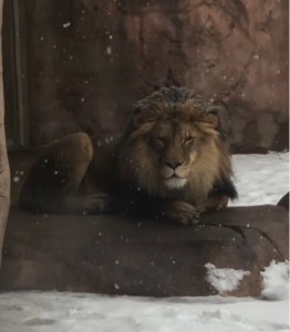 Bahati In Snow