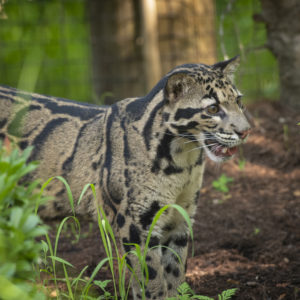 See Clouded Leopard