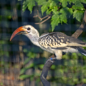See Red-billed Hornbill