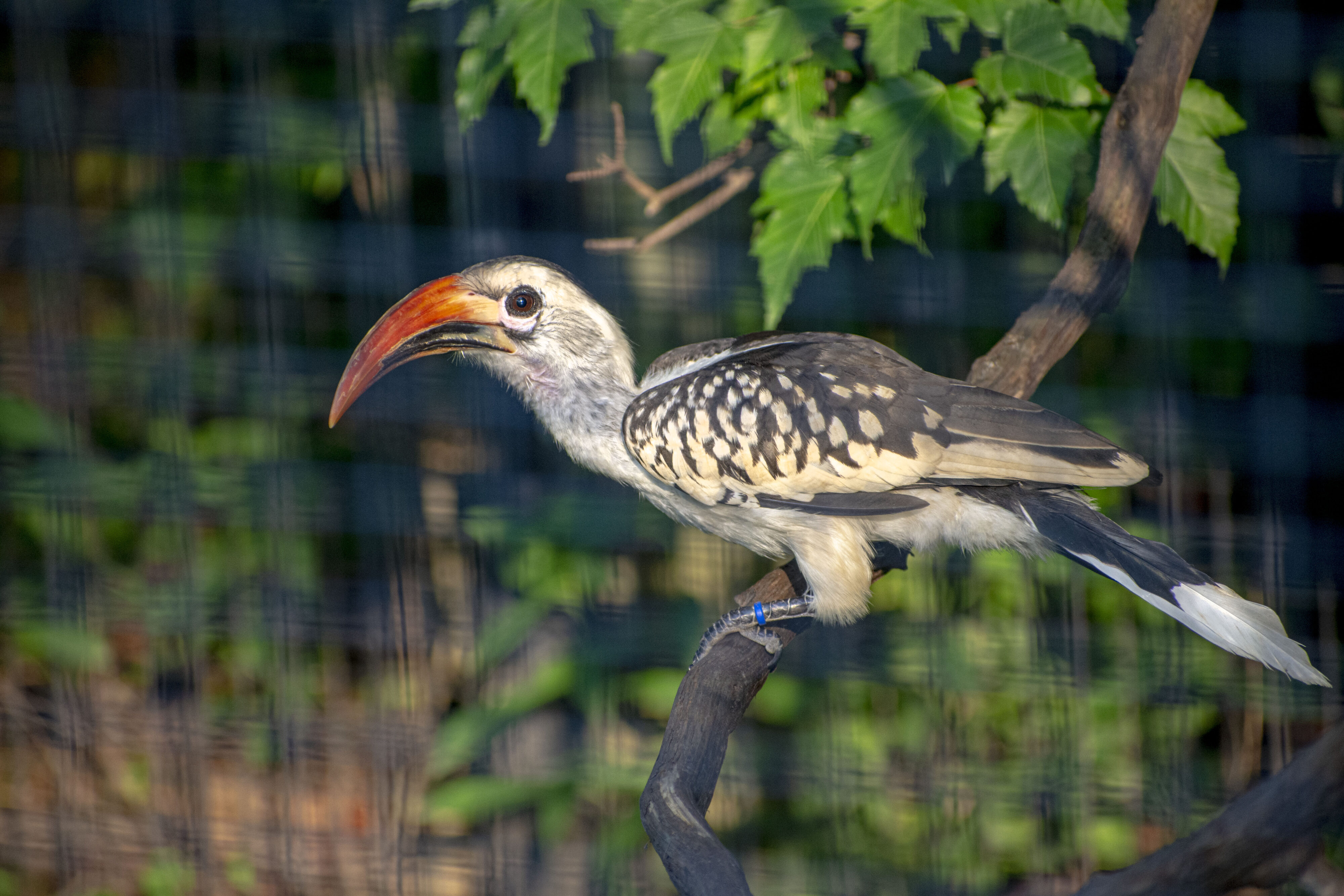 Red-billed hornbill resting on branch