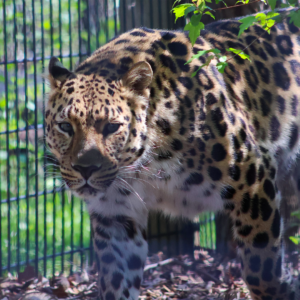 See Amur Leopard