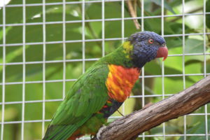 Rainbow Lorikeet