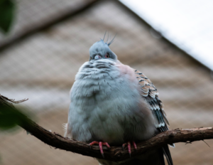 Crested Pigeon