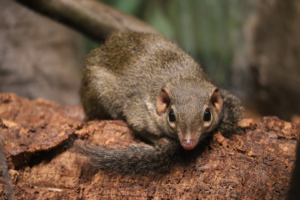 Northern Tree Shrew 1