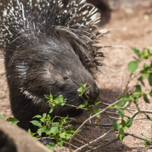 See Cape Porcupine