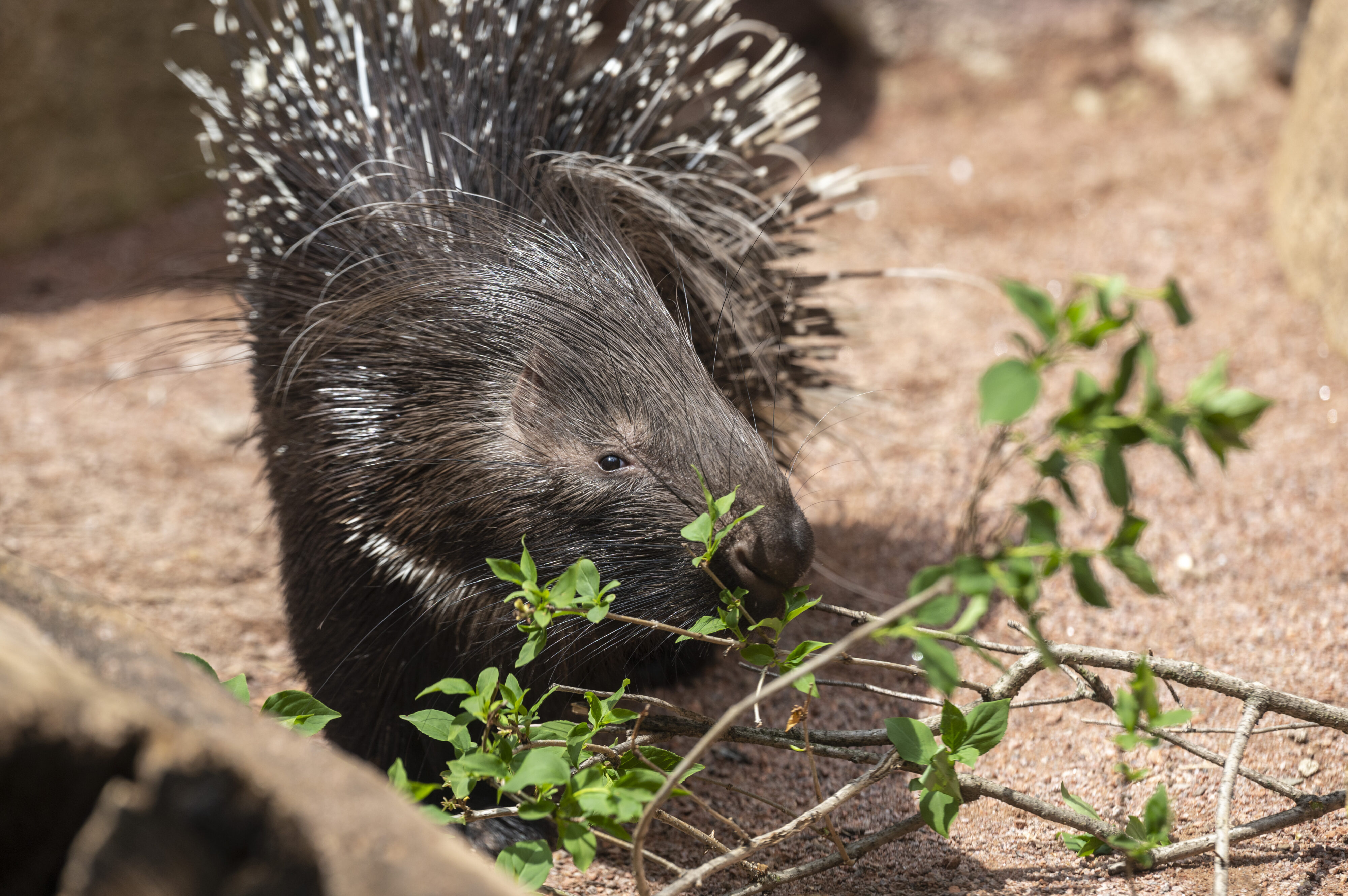 cape porcupine close up of standing on rocks and eating greens