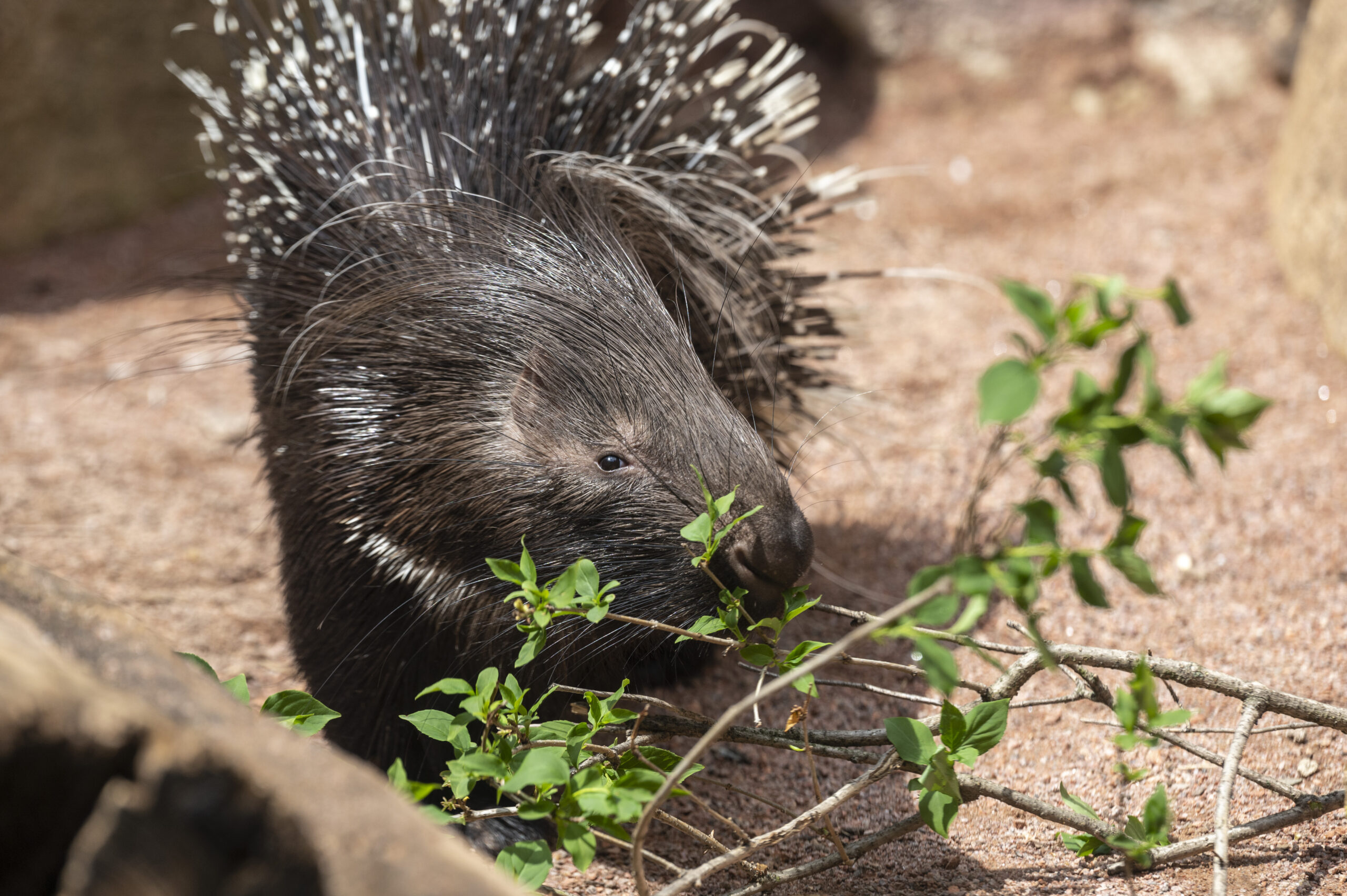 Cape Porcupine