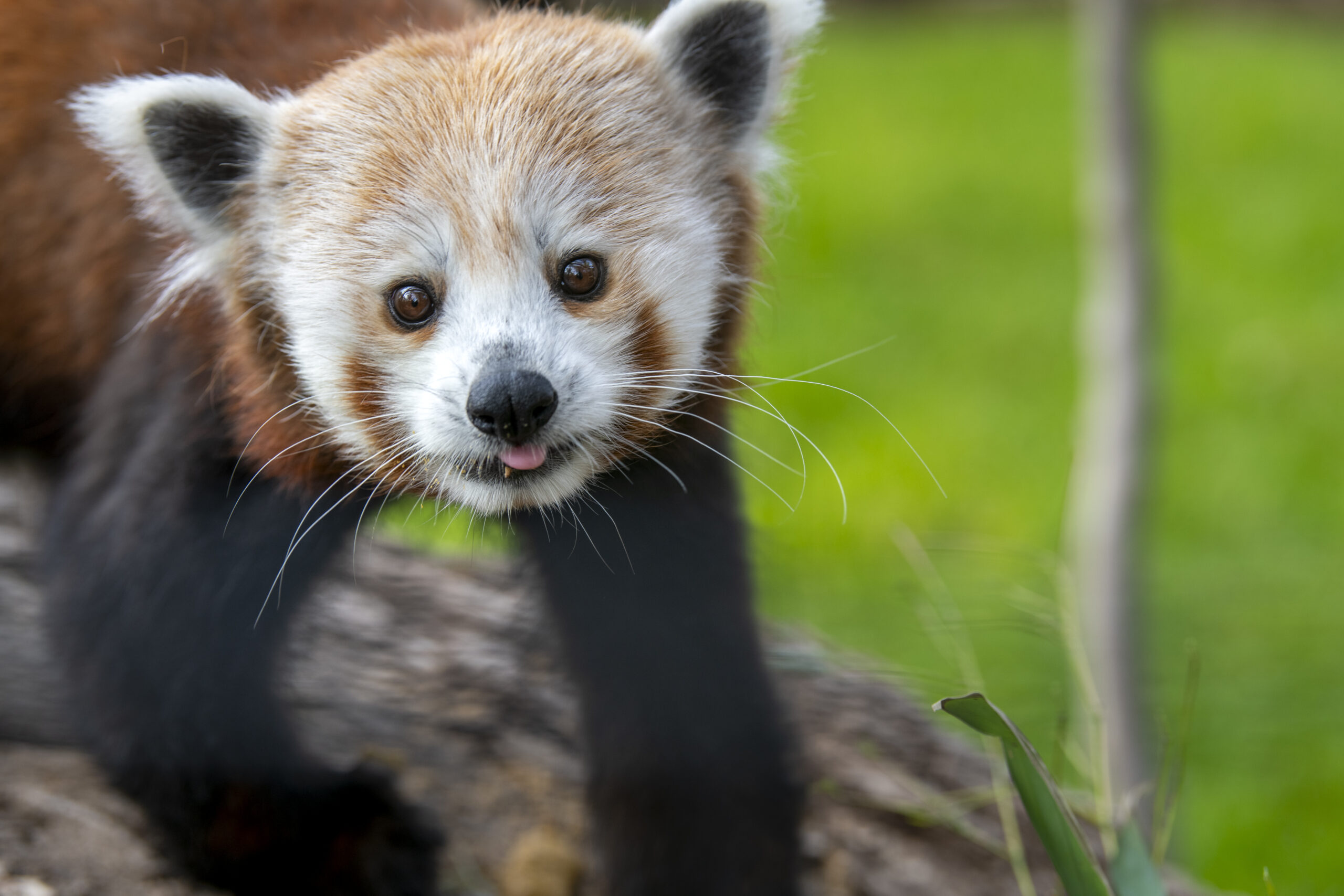 Animals | Fort Wayne Zoo