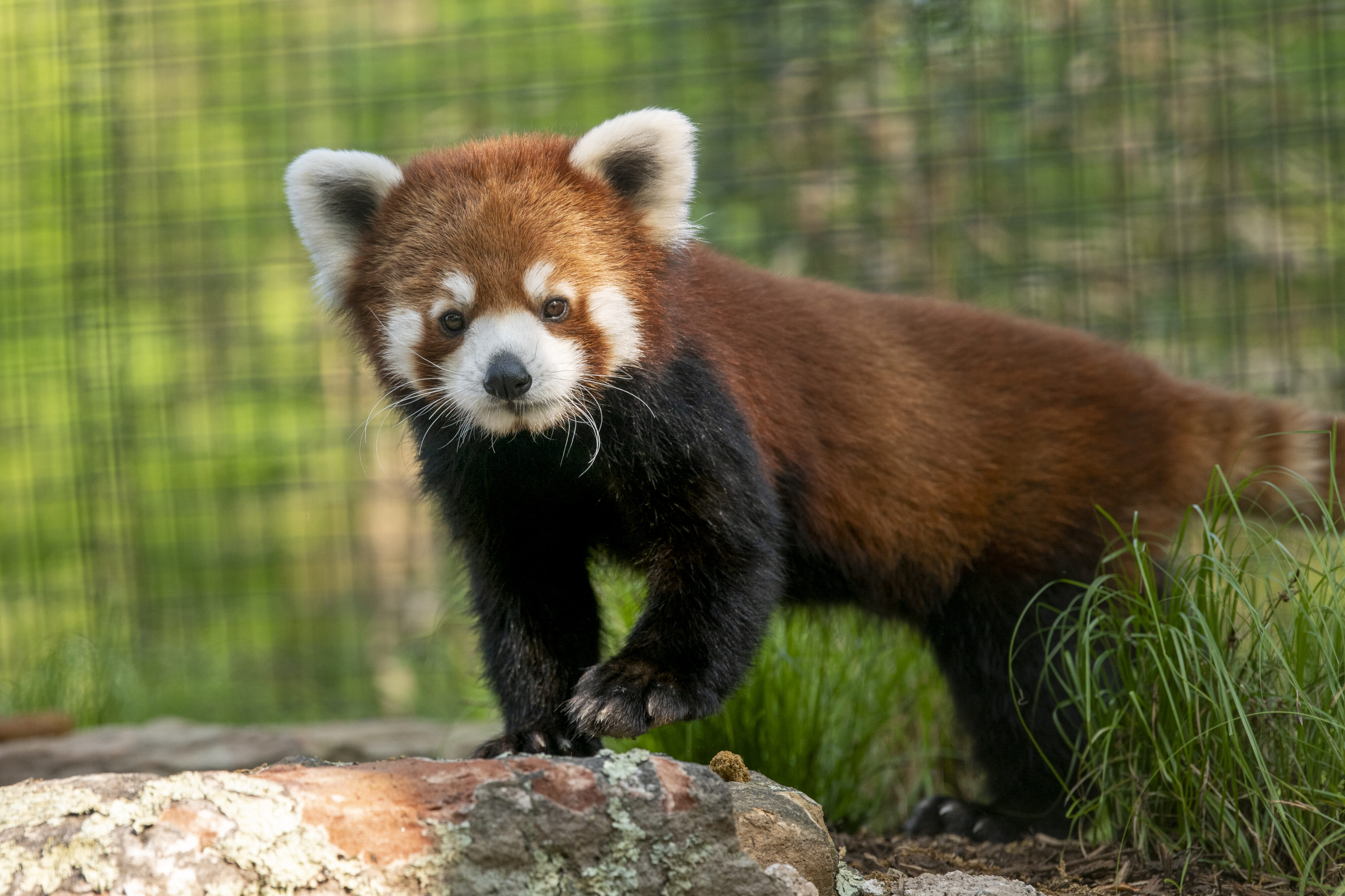 Red Panda