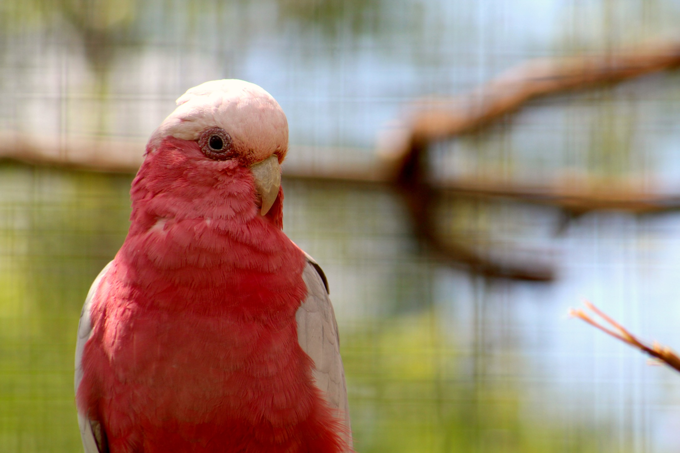 Galah