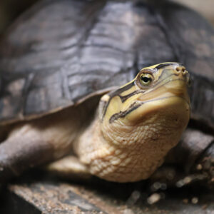 See Southeast Asian Box Turtle