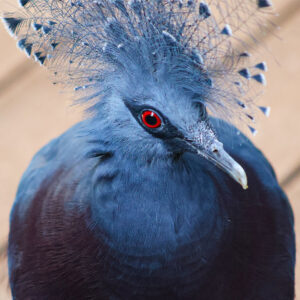 See Victoria Crowned Pigeon