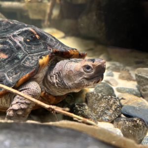 See Sulawesi Forest Turtle