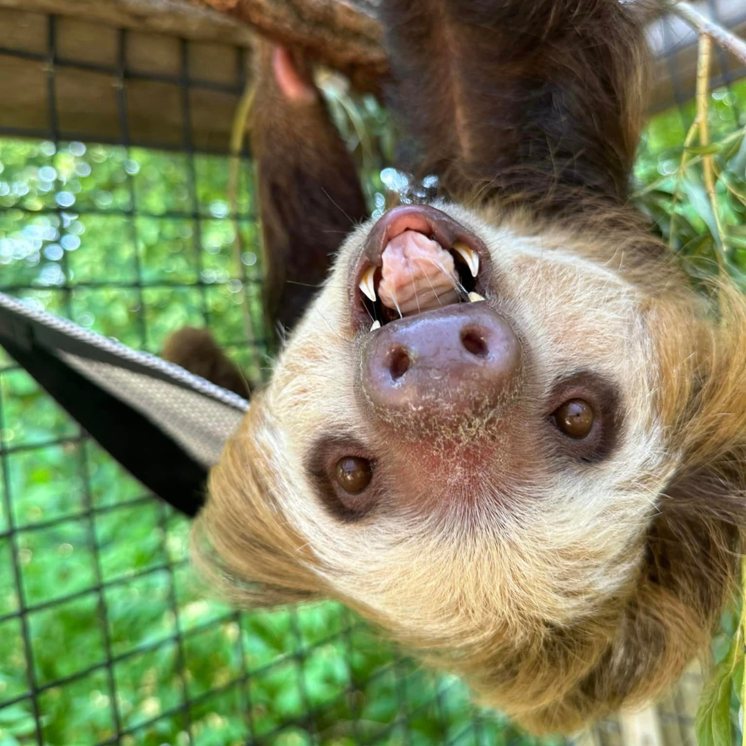 Hoffmann's Two-toed Sloth