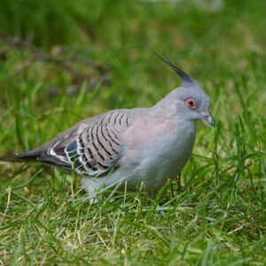 See Crested Pigeon