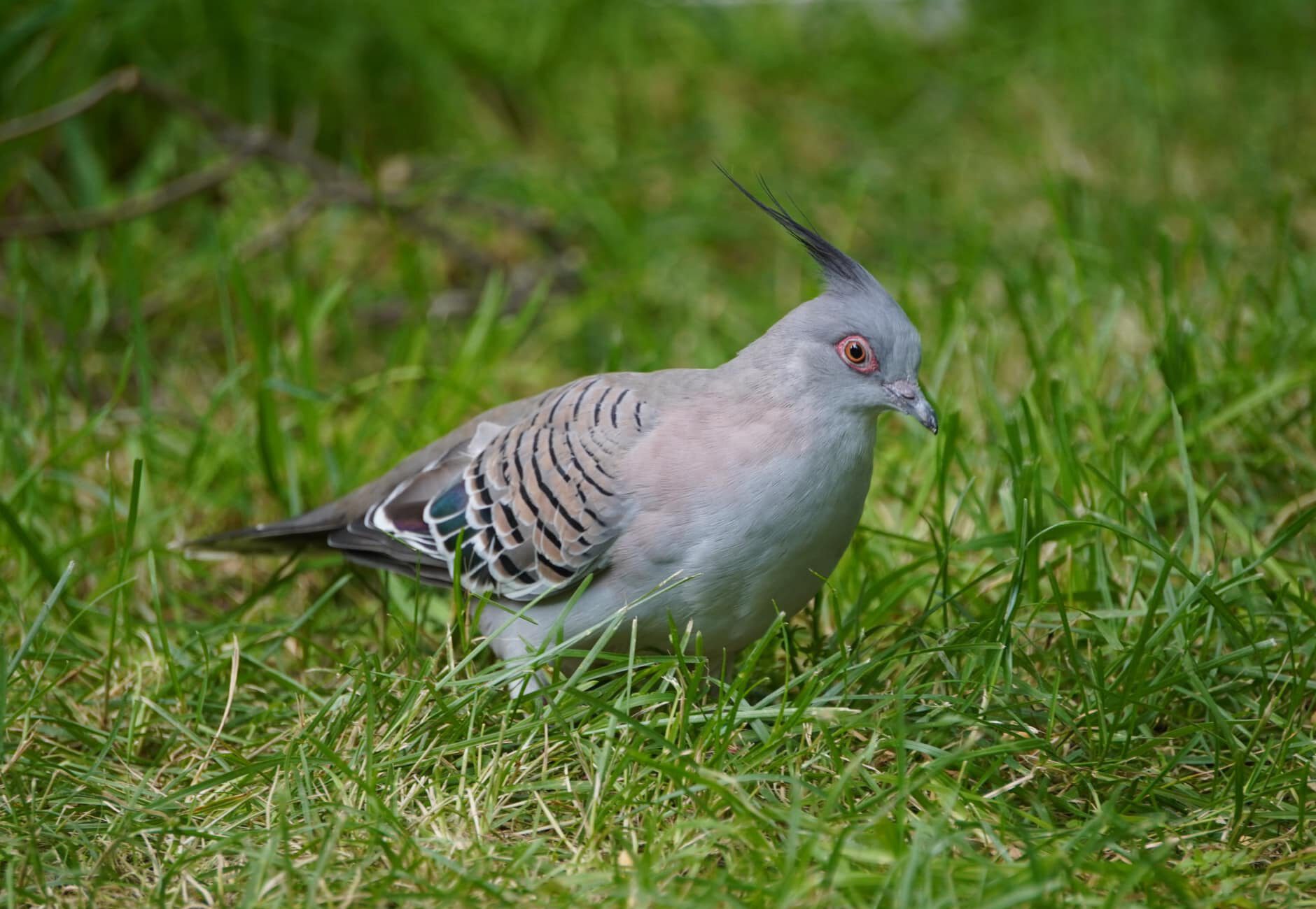 Crested Pigeon