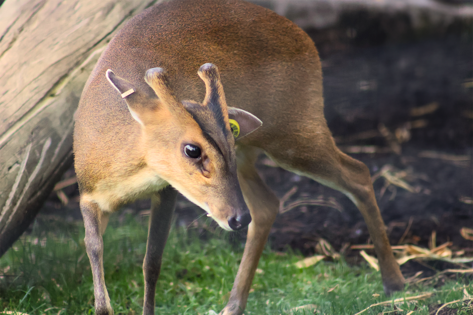 Muntjac